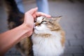 Happy fluffy cat is pleased with hand stroking