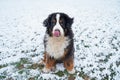 Bernese Mountain Dog sitting in the snow licking his nose Royalty Free Stock Photo
