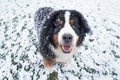 Large Bernese Mountain Dog standing in the snow