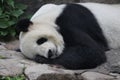 Close up Gianty Panda, Beijing, China Royalty Free Stock Photo