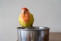 happy and fluffy peach faced lovebird on her bath Royalty Free Stock Photo