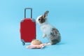 Happy fluffy rabbit traveler with luggage and hat on blue background, adorable bunny standing on hind legs, pet and adventure