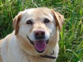 Happy and focused Labrador Retriever on a garden