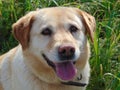 Happy and focused Labrador Retriever on a garden