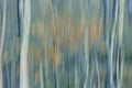 Happy forest.ICM nature abstract