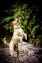 happy fox terrier dog in water summer days Royalty Free Stock Photo