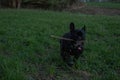 Happy franch bulldog with stick