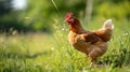 happy free range chicken in the meadow. Generative Ai Royalty Free Stock Photo