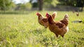 happy free range chicken in the meadow. Generative Ai Royalty Free Stock Photo