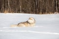 Happy and free siberian husky dog lying in the snow field in winter at sunset Royalty Free Stock Photo