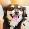 Happy free time with beloved dog. the guy is playing with a pet in the garden / park on a sunny day. black doggie. leisure Royalty Free Stock Photo