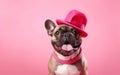 Happy french brown bulldog with pink hat and a pink dog collar isolated on pink background. AI Generative Royalty Free Stock Photo