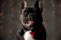 Happy french bulldog dog closing eyes and sticking out tongue Royalty Free Stock Photo