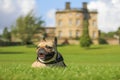 Happy french bulldog dog laying in grass outside old mansion