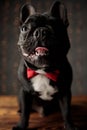 Happy french bulldog dog looking up and sticking out tongue Royalty Free Stock Photo