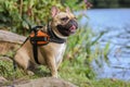 Happy french bulldog dog next to lake