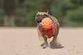 Happy French Bulldog dog playing feth while running in sand dune holding big orange toy ball in mouth