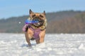 Happy French Bulldog dog playing in snow while wearing a purple warm winter coat with fur collar and holding dog toy