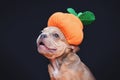 Happy French Bulldog dog puppy wearing funny Halloween pumpkin costume hat in front of dark background Royalty Free Stock Photo