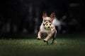 Happy french bulldog dog running with a toy in summer