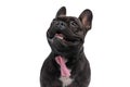 Happy french bulldog dog sticking out his tongue Royalty Free Stock Photo