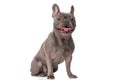 Happy french bulldog dog sticking out tongue and panting Royalty Free Stock Photo