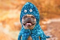 Happy French Bulldog dog wearing funny octopus Halloween costume