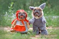 Bulldog dogs dressed up as fairytale characters Little Red Riding Hood and Big Bad Wolf