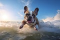 A happy French bulldog playing in summer sea