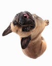 happy french bulldog puppy sticking out tongue and panting