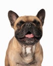 happy french bulldog puppy sticking out tongue, panting and smiling Royalty Free Stock Photo