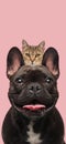 Happy french bulldog puppy with tongue out carrying tabby cat Royalty Free Stock Photo