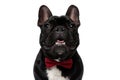 Happy French Bulldog puppy wearing bowtie and panting