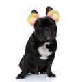 Happy French Bulldog puppy wearing furry rainbow earmuffs