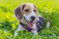 Beagle dog takes a break after long play in the garden