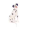 Happy friendly dalmatian sitting with tongue hanging out. beautiful black-spotted dog. Smiling doggy. Colored flat Royalty Free Stock Photo