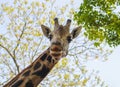 Happy Friendly Giraffe