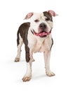 Friendly Pit Bull Dog Standing Looking Forward Royalty Free Stock Photo