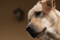 Happy and friendly Labrador Retriever