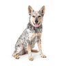 Happy Friendly Larhe Cattle Dog Sitting Smiling Royalty Free Stock Photo