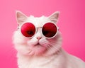 Happy Funky Cat with Pink Sunglasses.
