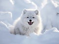 Happy and funny arctic fox