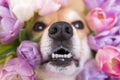 Happy funny corgi dog with wet nosw peeks out in tulips. spring flower pink and purple background. close up Royalty Free Stock Photo