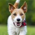 Happy funny cute pet dog puppy panting in summer Royalty Free Stock Photo