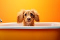 Happy funny dog in a bathtub, in bathroom Royalty Free Stock Photo