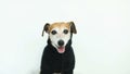 Happy dog in black jumper looking to the cam. White background. Video footage