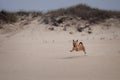 Happy funny dog running on a sand dune Royalty Free Stock Photo