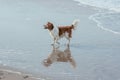 Happy dog at the sea coast Royalty Free Stock Photo