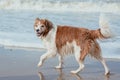 Happy dog at the sea coast Royalty Free Stock Photo