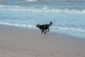 Happy dog at the sea coast Royalty Free Stock Photo